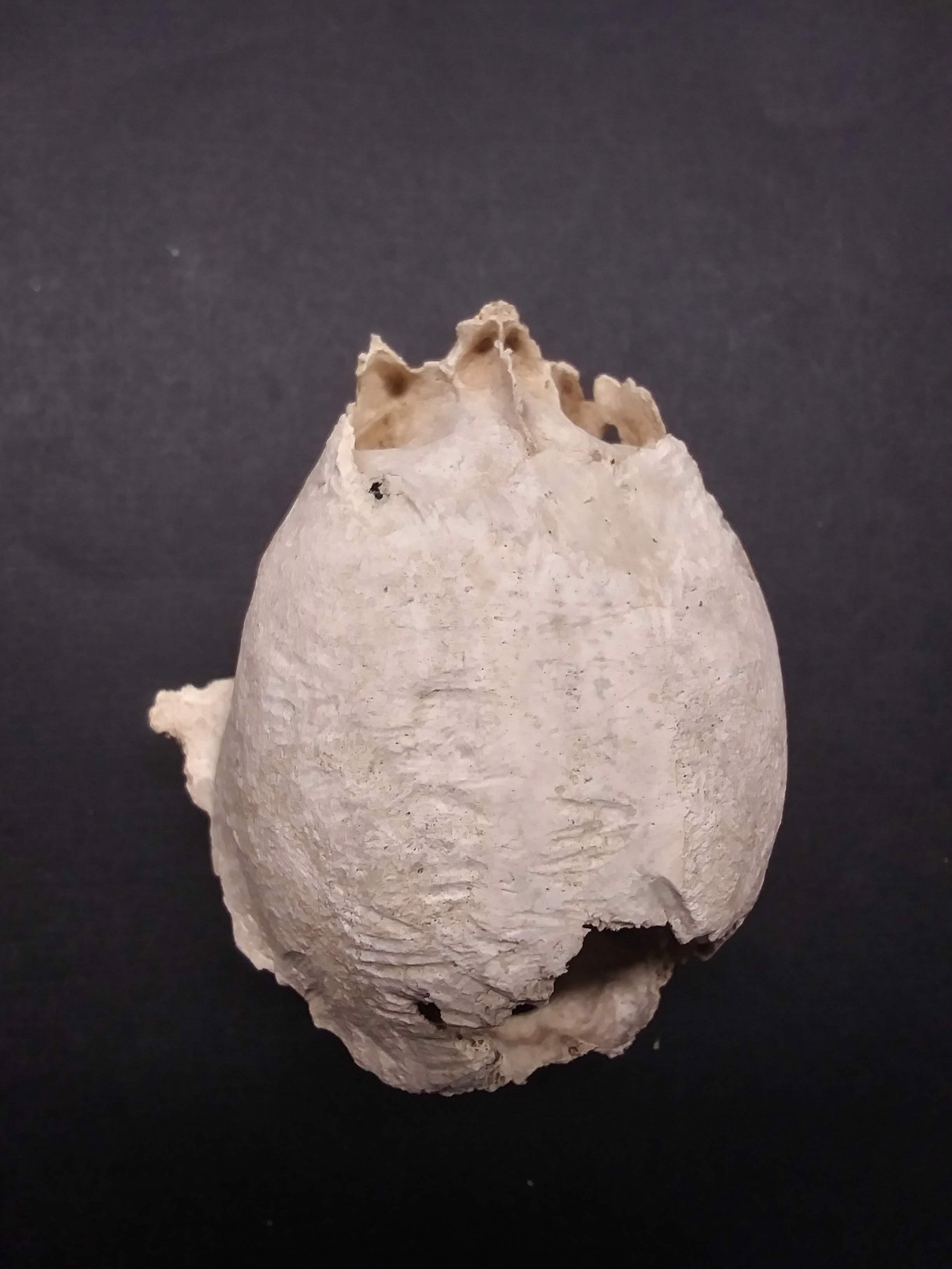 small mammal skull