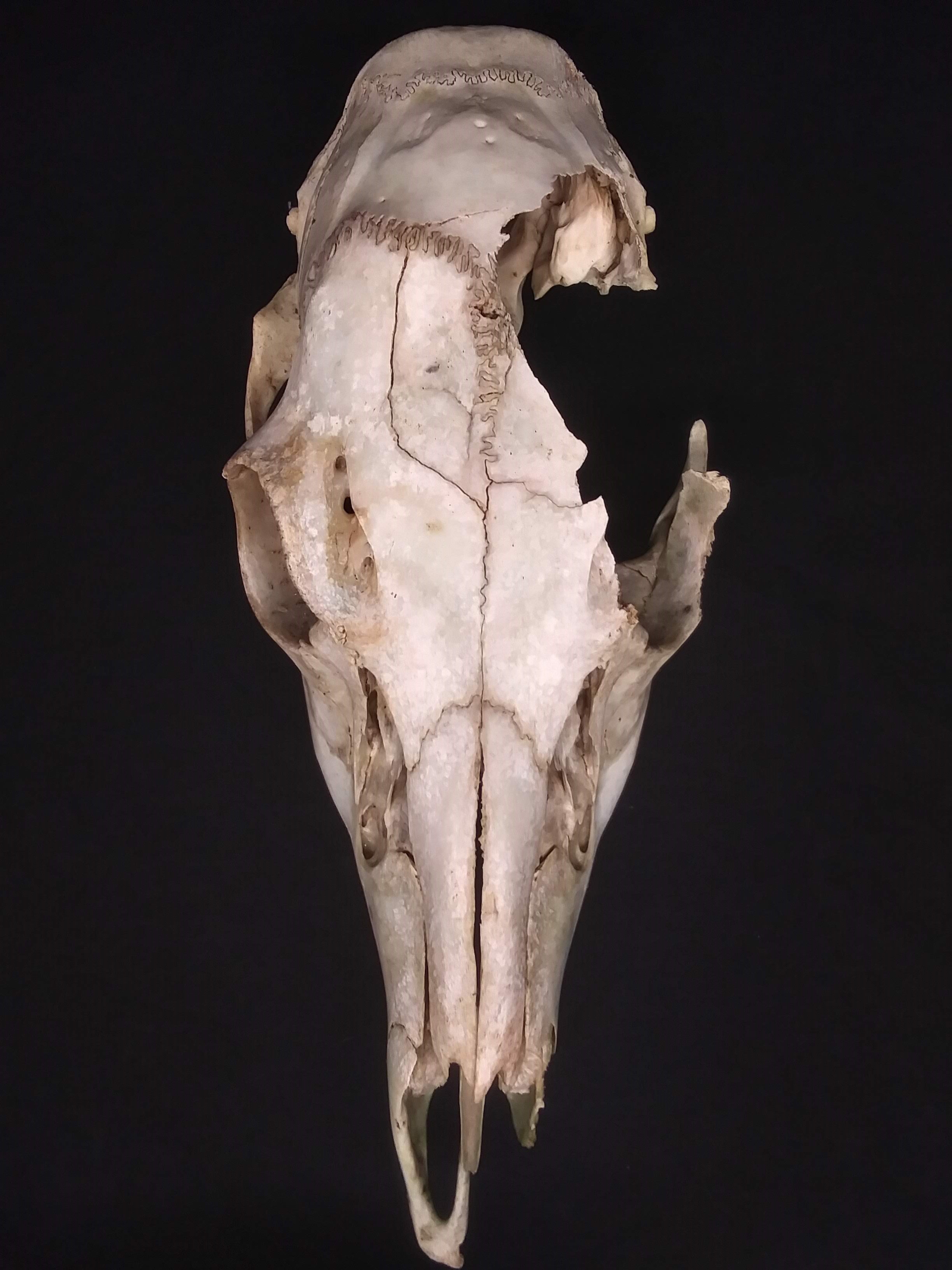 deer skull