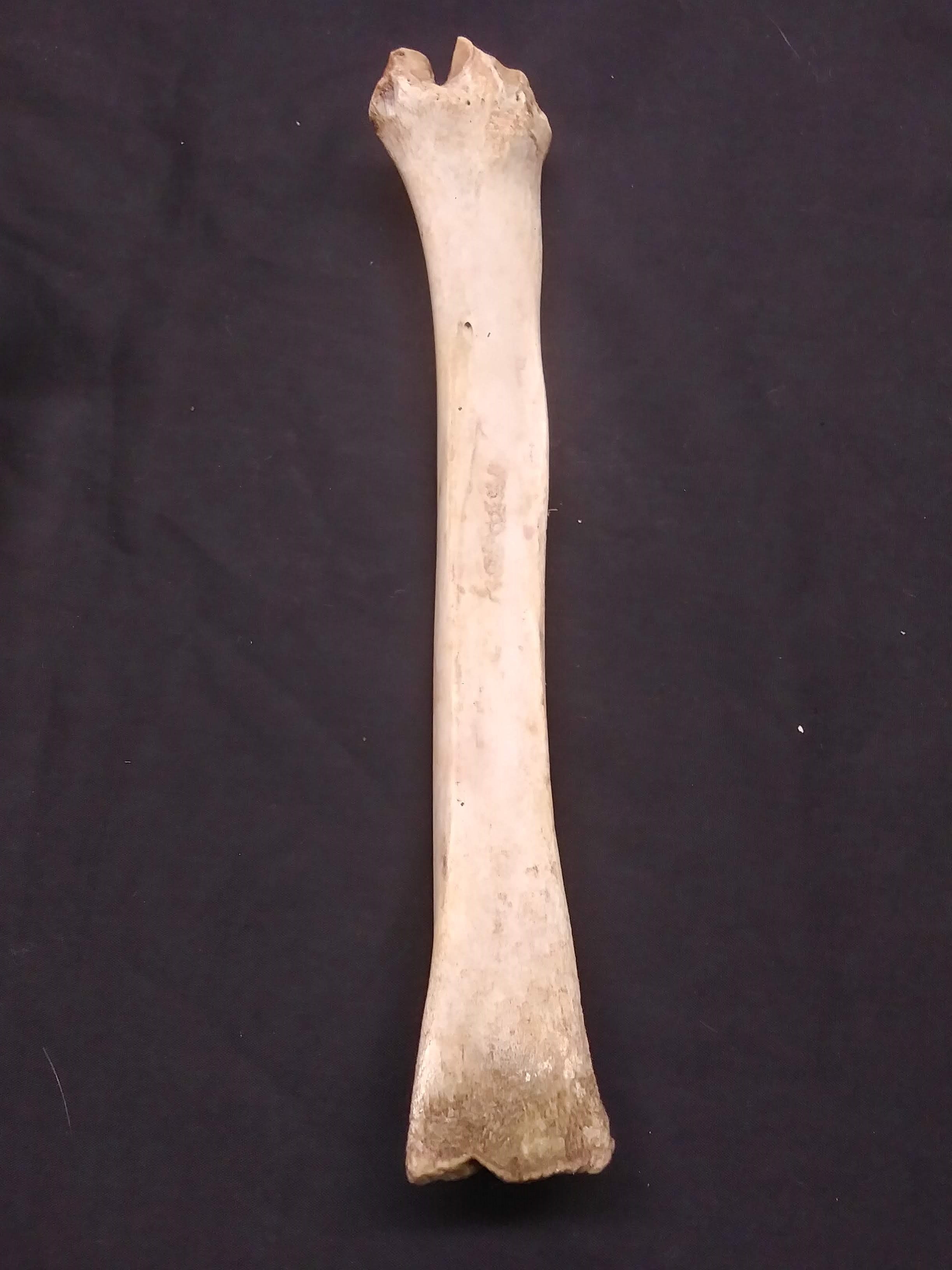 mammal leg