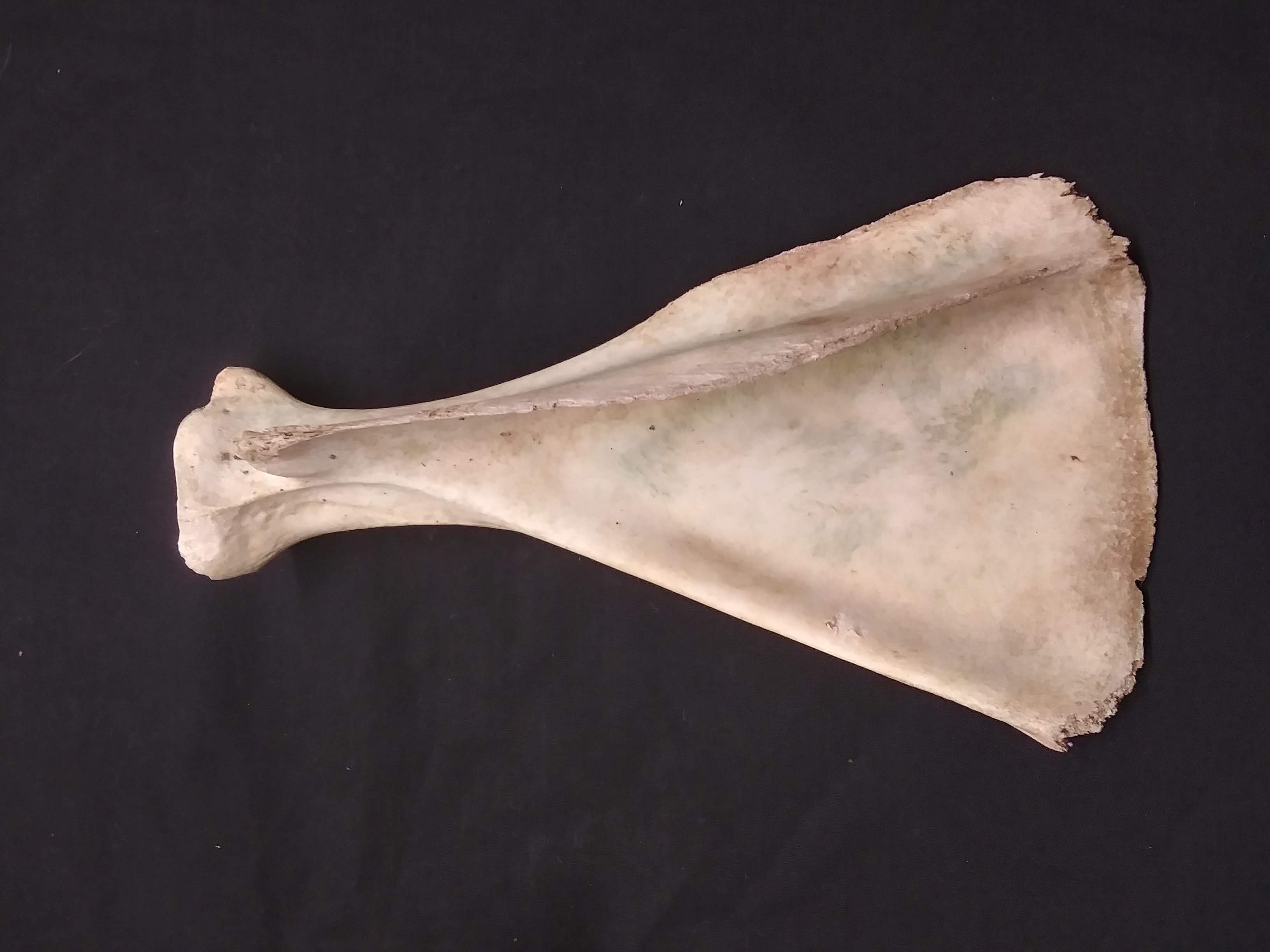 scapula